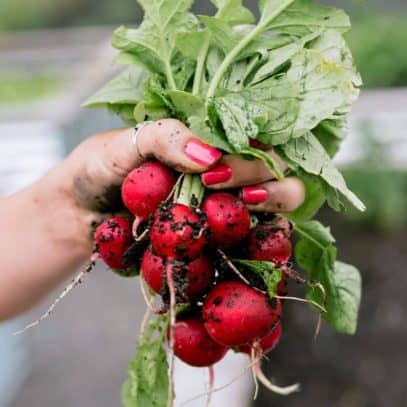 A hand holds a bunch of just harvested radishes