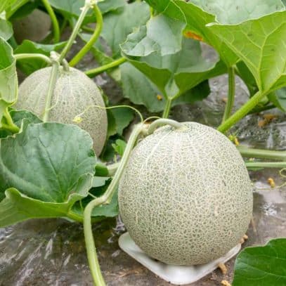 Nearly ripe cantaloupe are growing in a patch of plants. The front melon rests on a piece of styrofoam to lift it off the soil.
