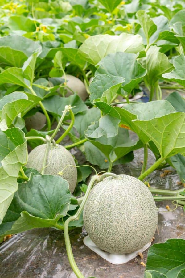 Nearly ripe cantaloupe are growing in a patch of plants. The front melon rests on a piece of styrofoam to lift it off the soil.