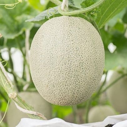 Close up view of a ripe cantaloupe still attached to the vine.