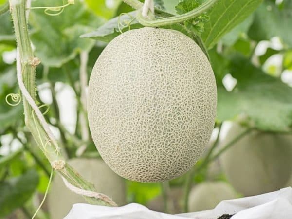 Close up view of a ripe cantaloupe still attached to the vine.