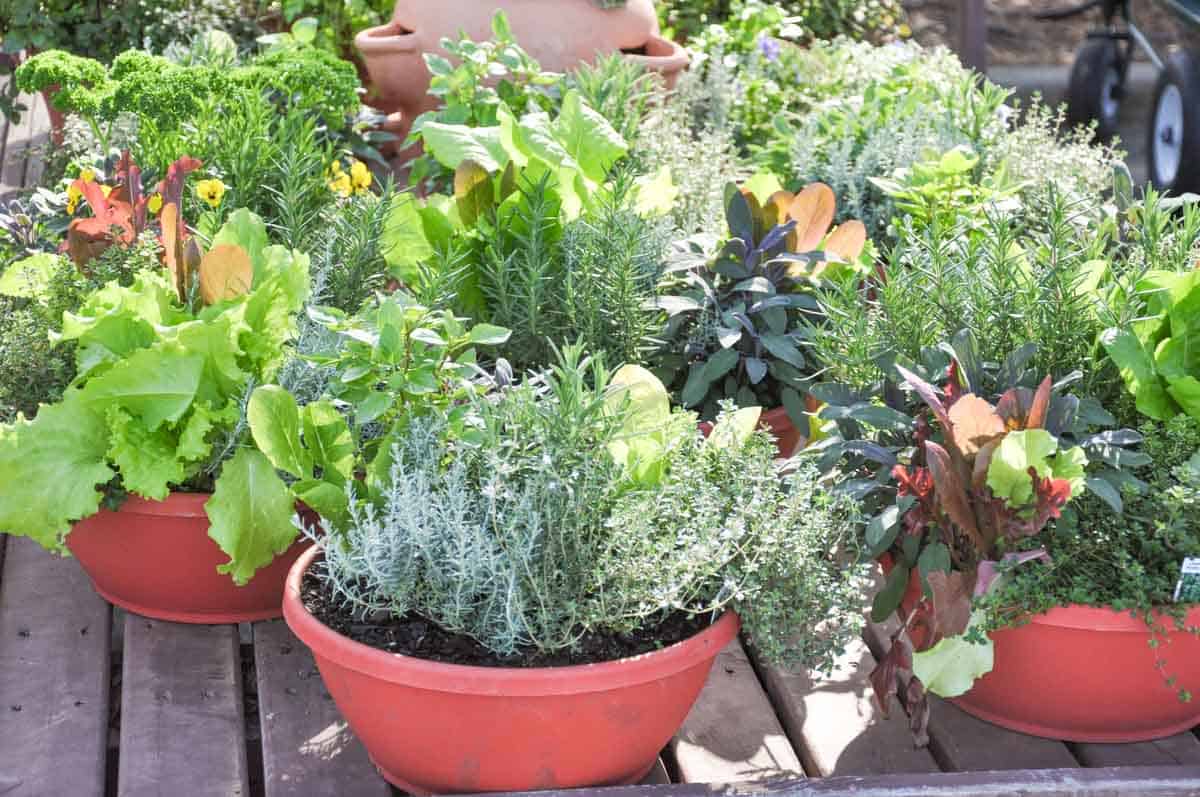 Easiest Vegetables to Grow in Flower Pots