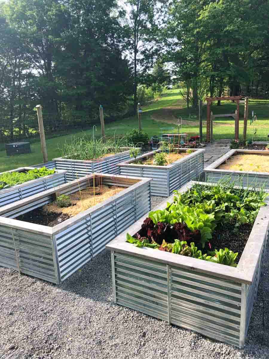 Corrugated metal raised beds in a sunny garden location.