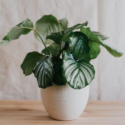 Calathea plant in a white pot on a wooden tabletop