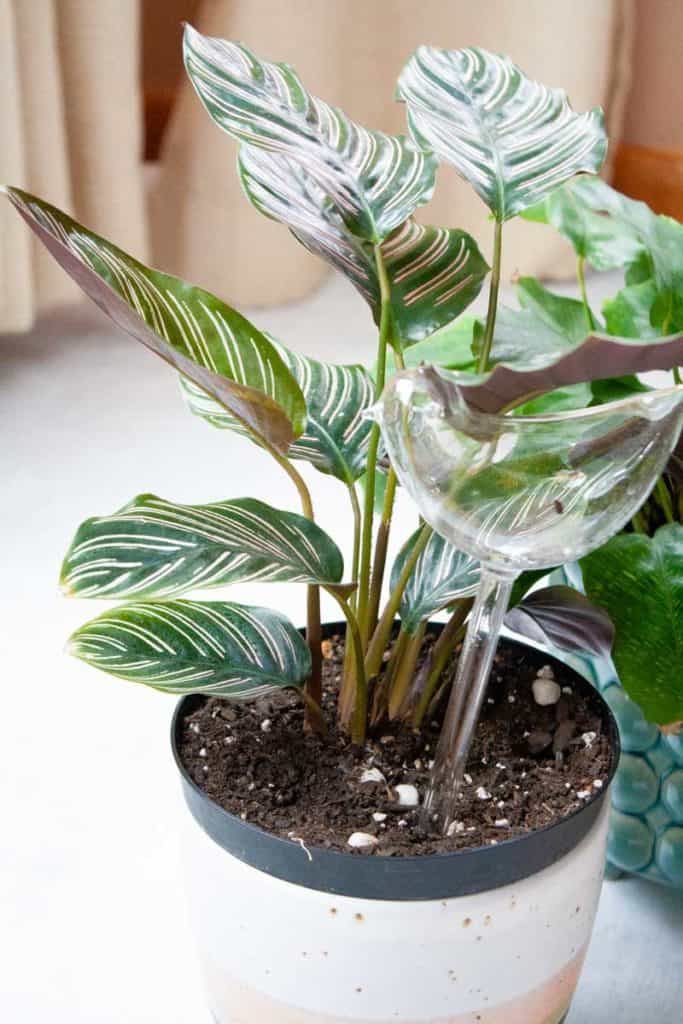 Calathea Care How to Grow and Maintain Calathea Plants