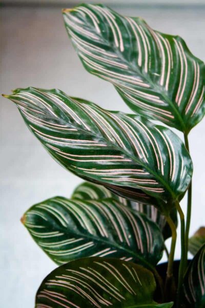 Calathea Care How To Grow Calathea Plants Growfully