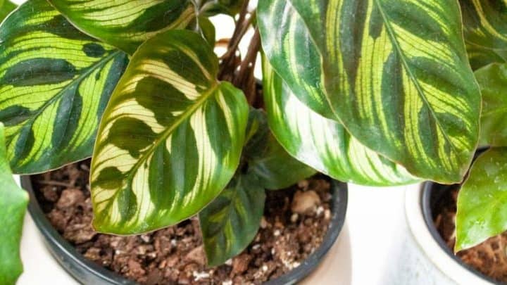 Calathea Care: How to Grow Calathea Plants - Growfully