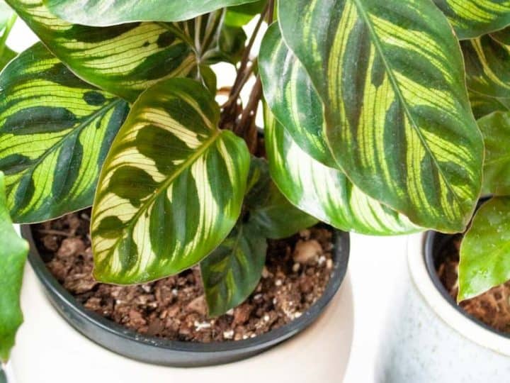 Calathea: How to Grow and Care for Calathea Plants Indoors
