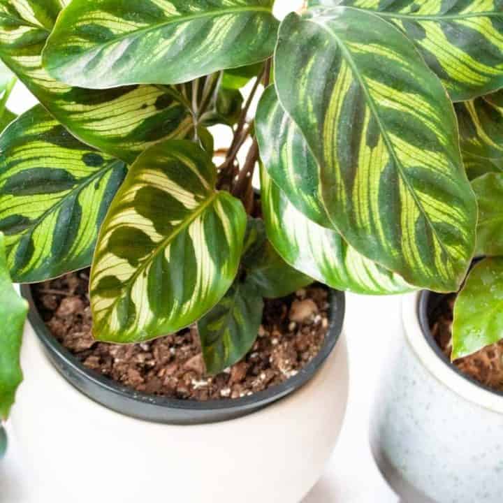 Calathea Care: How to Grow Calathea Plants - Growfully