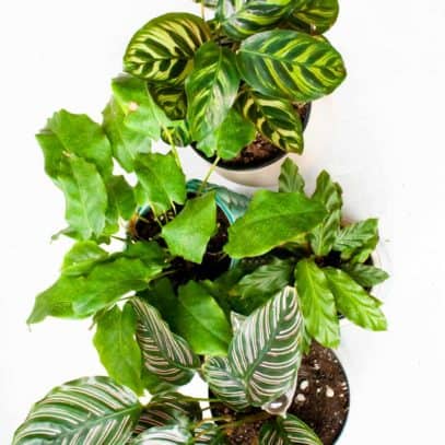 Overhead of four varieties of calathea lined up in a row.