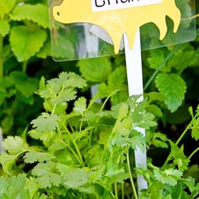 Cilantro plants in the garden, with a pig-shaped tag that says "Cilantro"