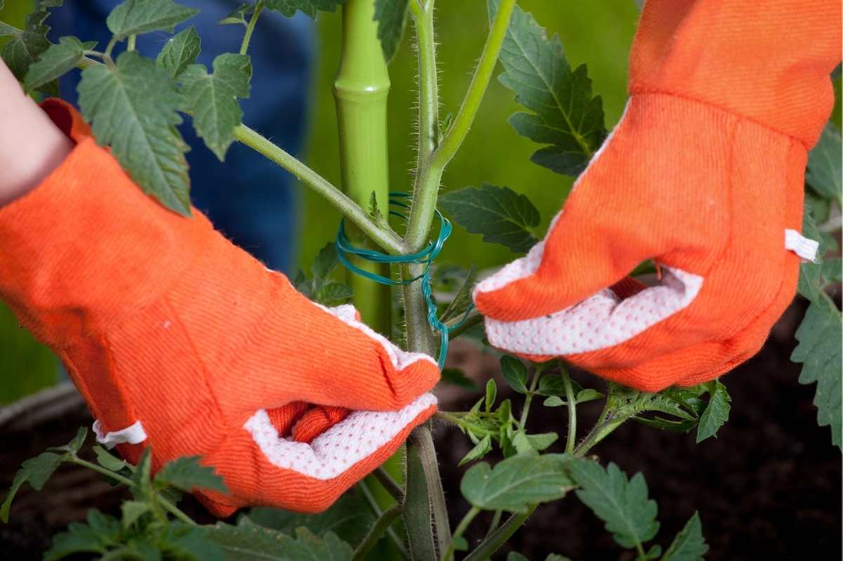 Gloved hands tie a tomato plant to a pole.