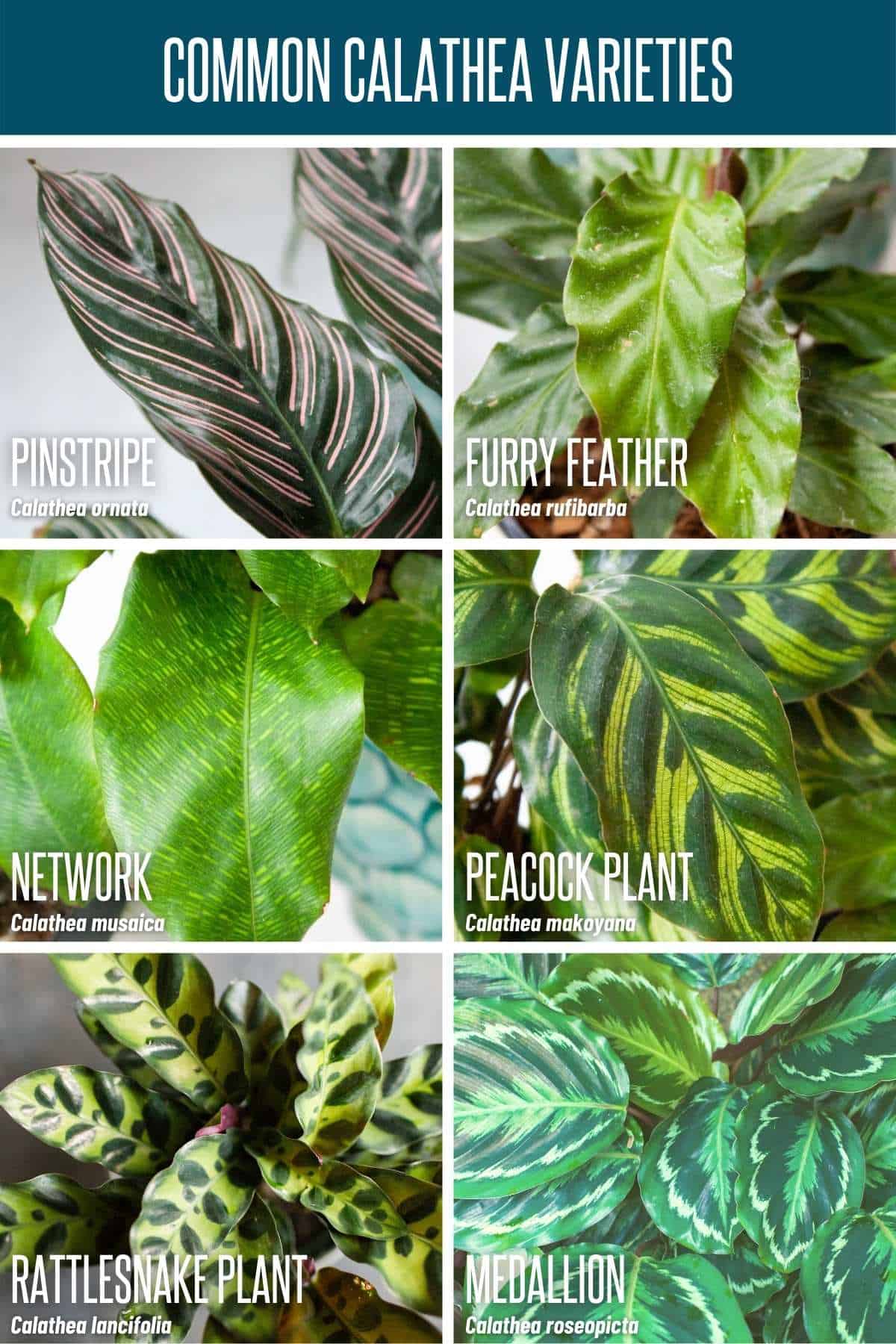 Calathea Care How to Grow Calathea Plants Growfully