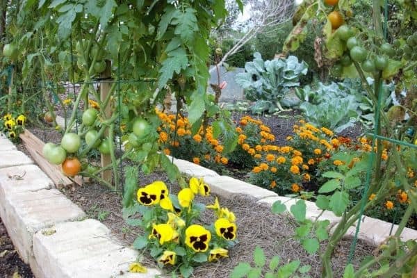 12 Evidence-Based Companion Plants for Tomatoes - Growfully