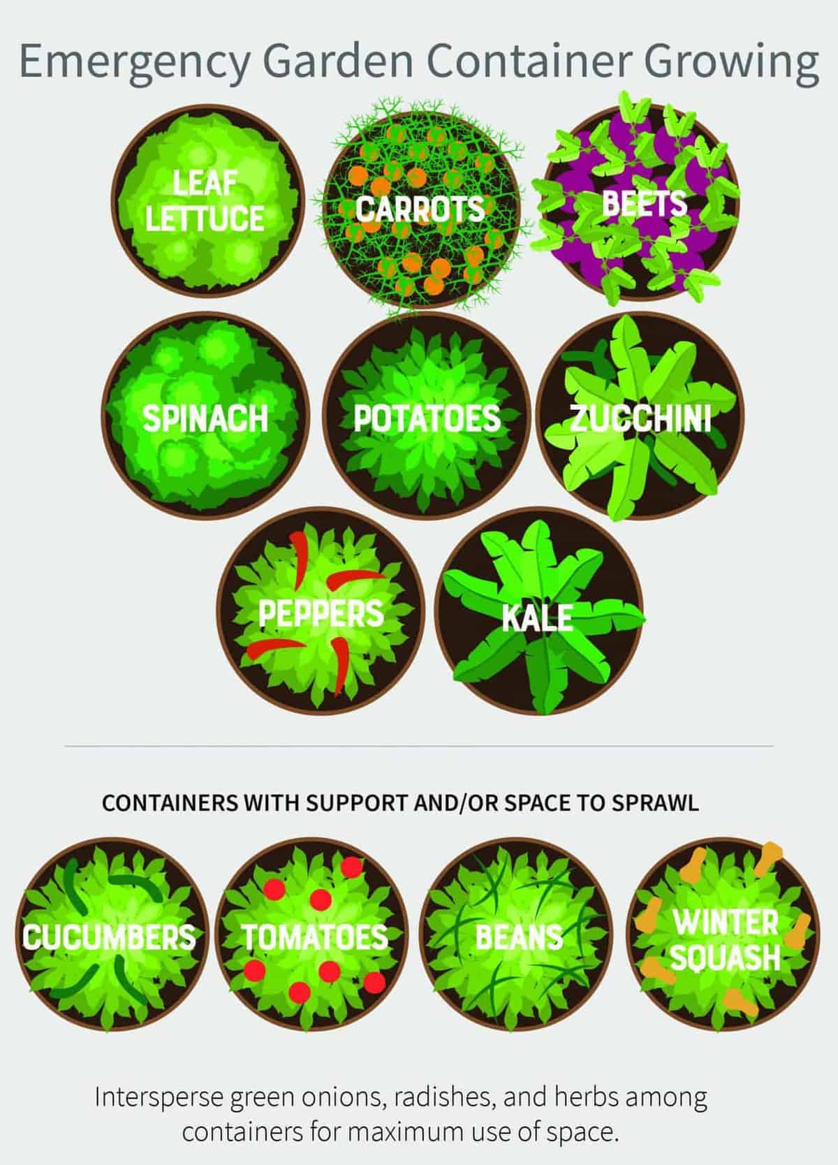 Plot of a garden plan for an emergency vegetable garden in containers.