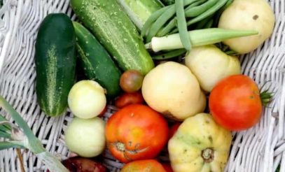 Various vegetables are piled in a white harvest basket.