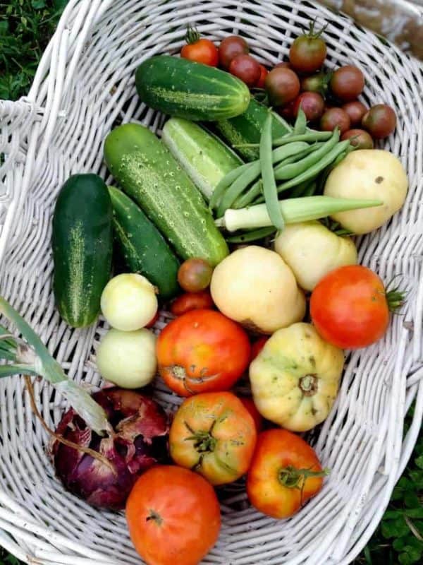 Various vegetables are piled in a white harvest basket.