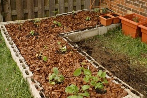 Cinder blocks form the outer edges of a raised garden bed for an emergency vegetable garden.