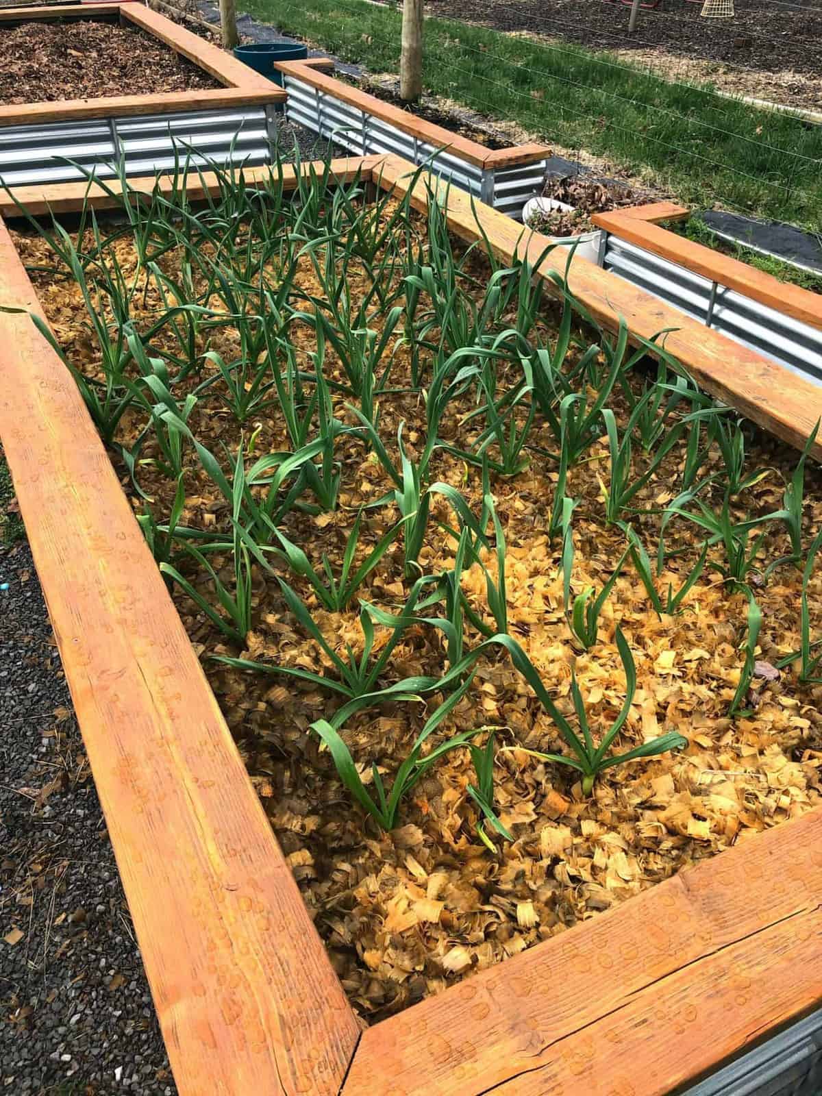 A raised garden bed filled with green garlic plants.
