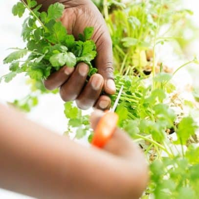 One hand holds a cilantro plant steady while another clips the stems.