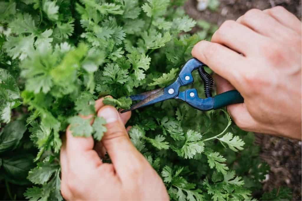 How to Harvest Cilantro (Again and Again!) Growfully
