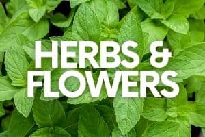 Peppermint leaves. A text overlay reads "Herbs & Flowers"