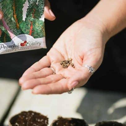 Hand holding Swiss chard seeds next to a seed packet.
