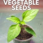 A vegetable seedling sits in a plastic pot. A text overlay reads "How to Start Vegetable Seeds."