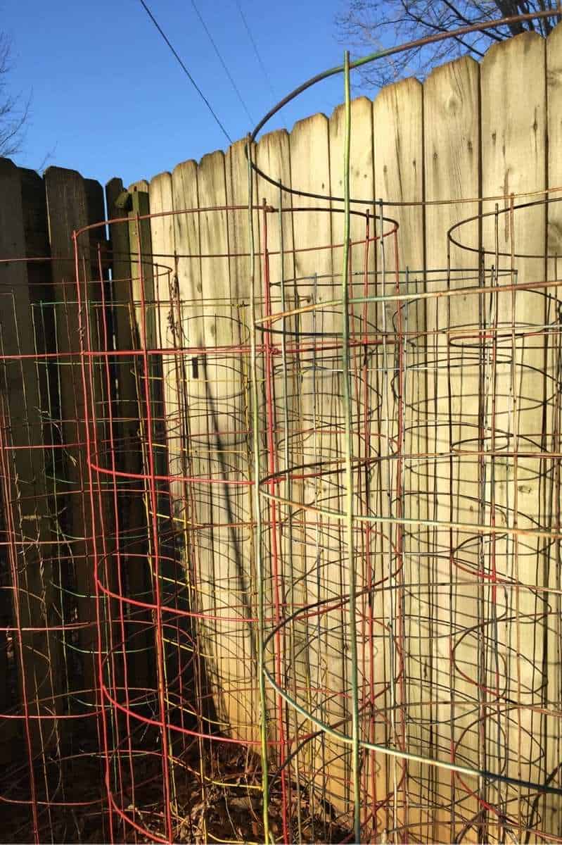 Large tomato cages are clustered next to a fence.