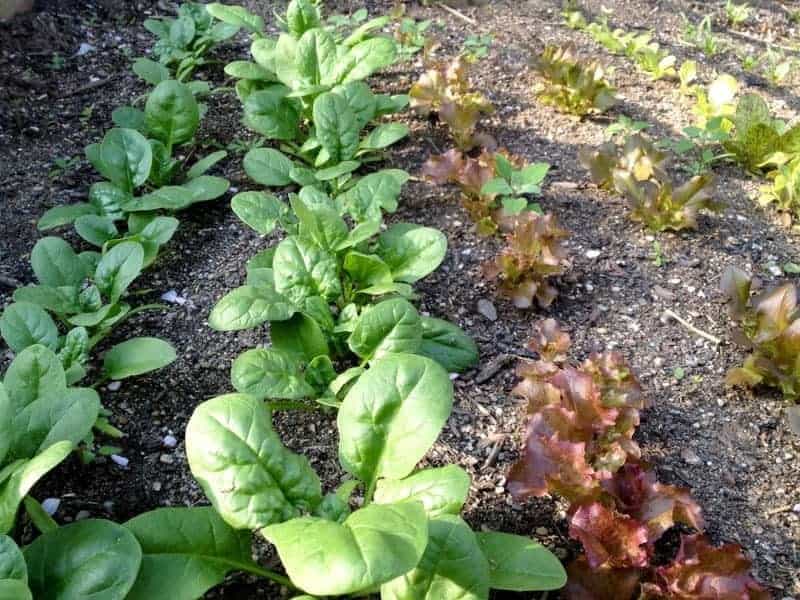 Lettuce and spinach plants grow in a raised bed.