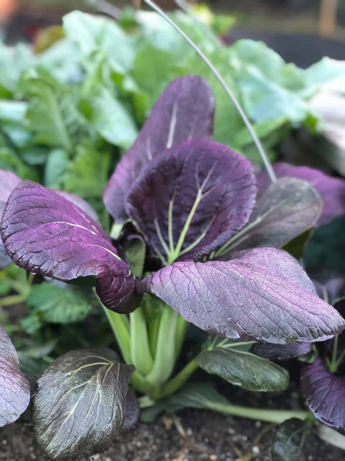 Purple pac choi in front of other plants.