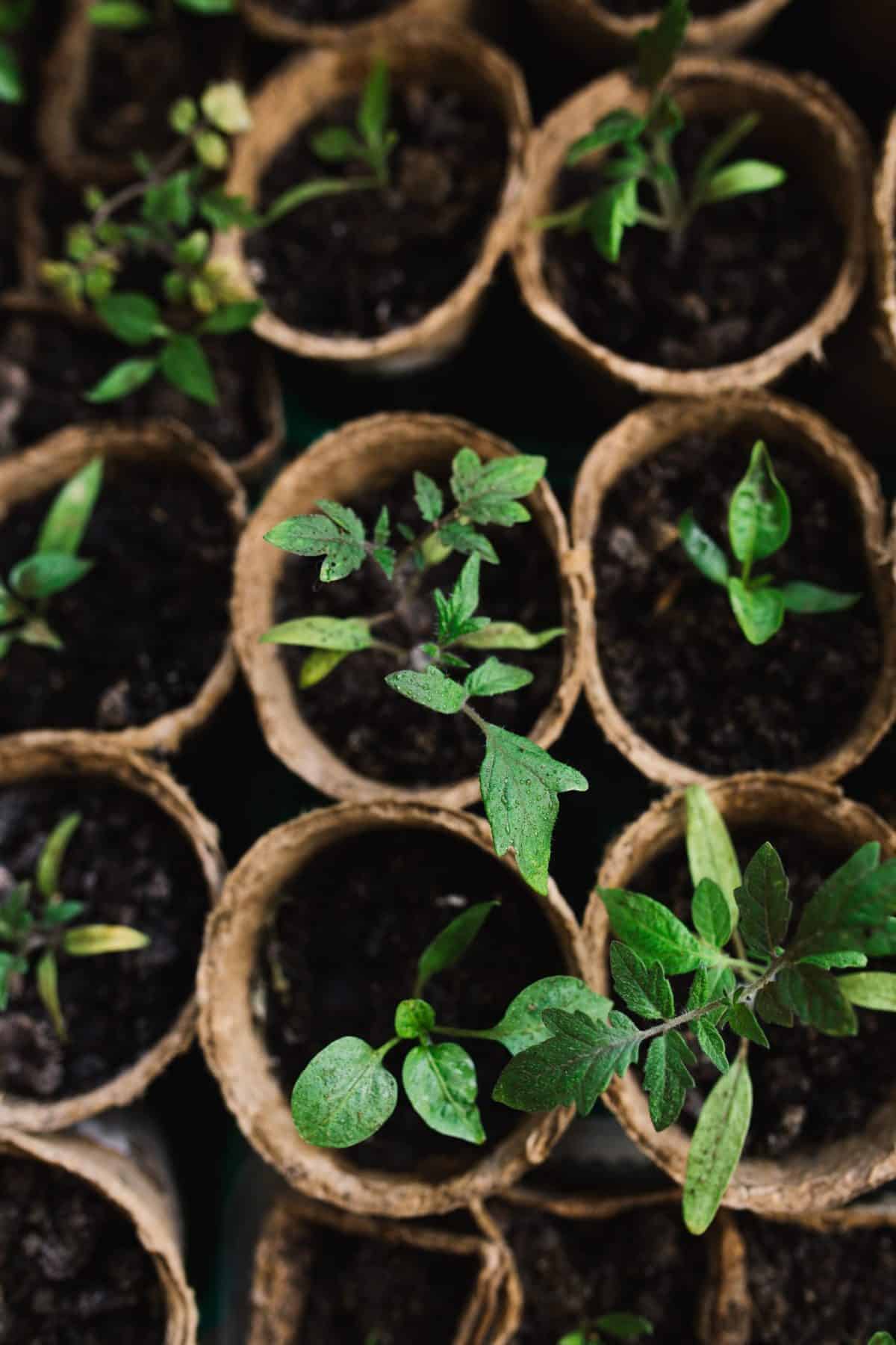 Plant starters sit in small peat pots.