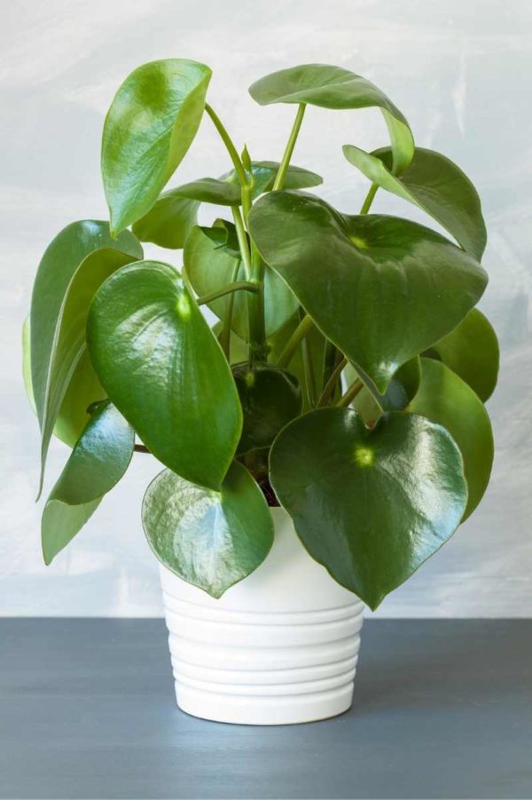 A large peperomia is in a white pot