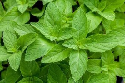 Close up of peppermint plants
