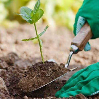 A trowel is used to transplant a seedling into a hole.