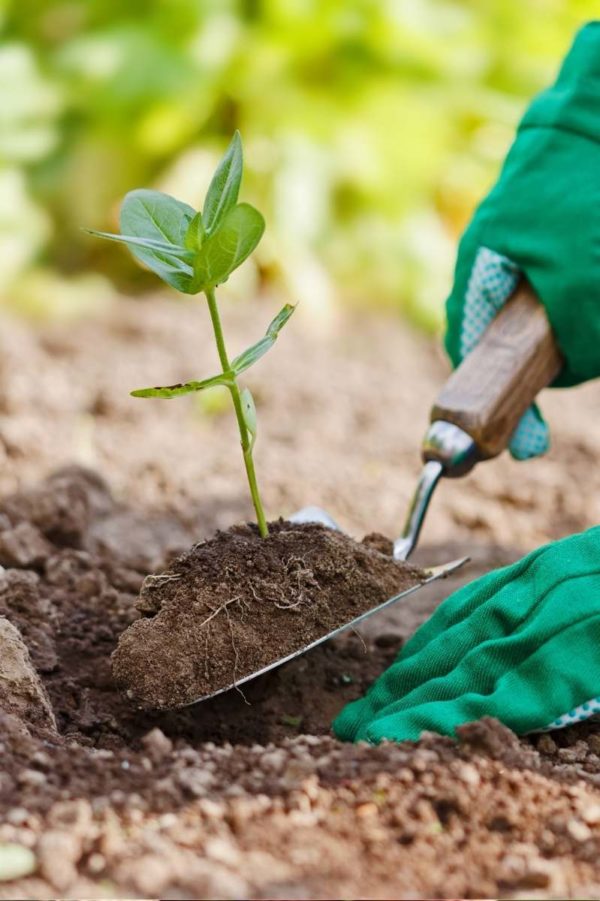 A trowel is used to transplant a seedling into a hole.