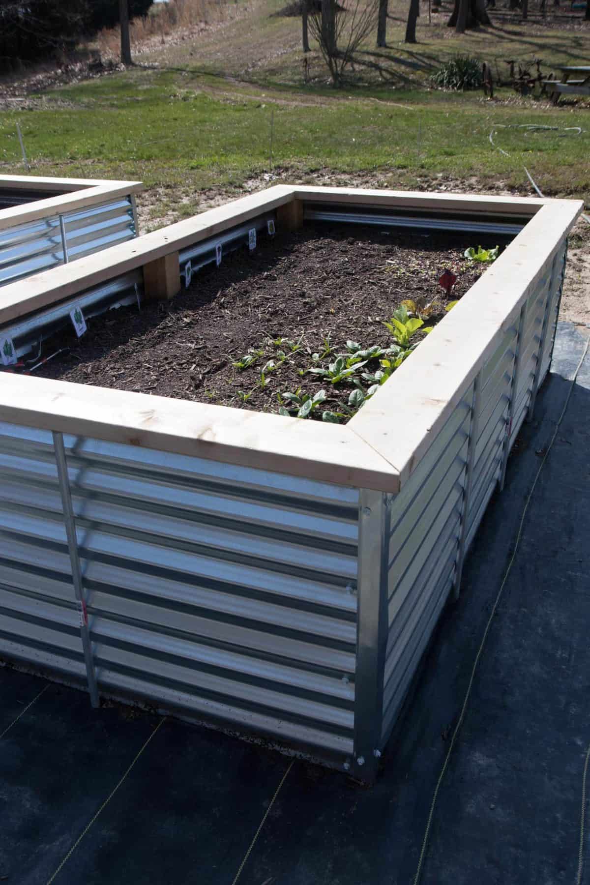 Side angle shot of a galvanized steel raised bed, planted with greens