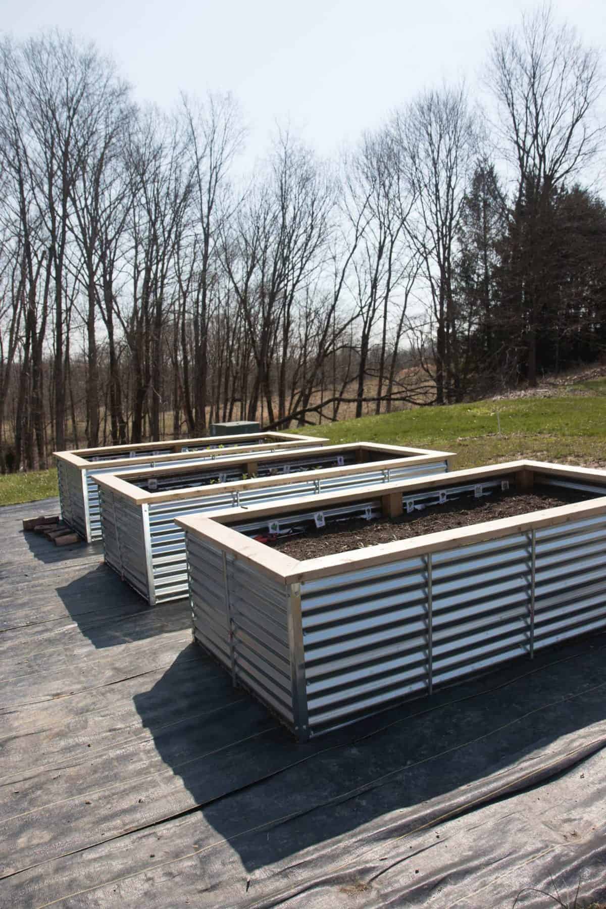 Three galvanized steel raised garden beds lined up on landscape fabric