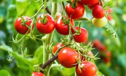12 Evidence-Based Companion Plants for Tomatoes - Growfully