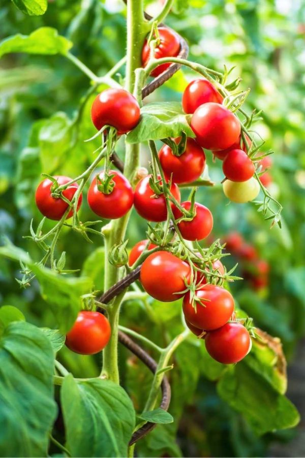 Red ripe tomatoes hang from a plant.