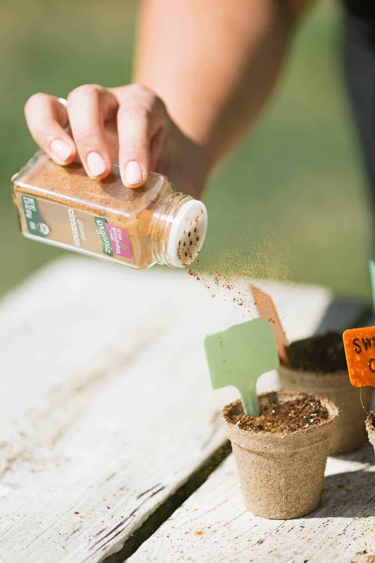 Hand sprinkling cinnamon over planted peat pots