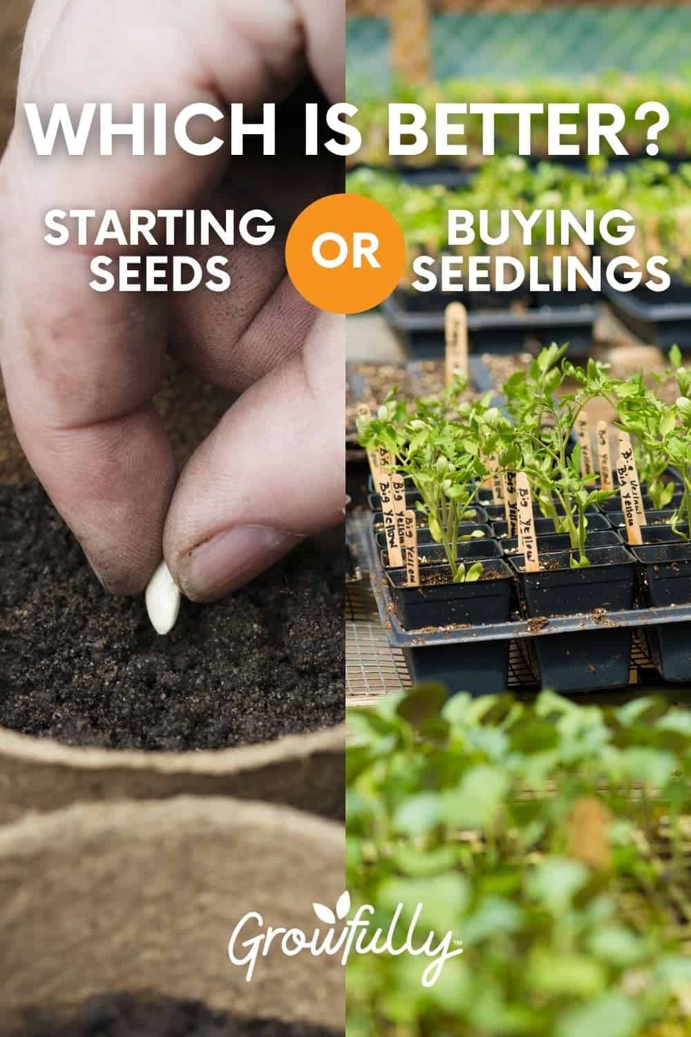Buying Seedlings versus Starting Seeds Growfully