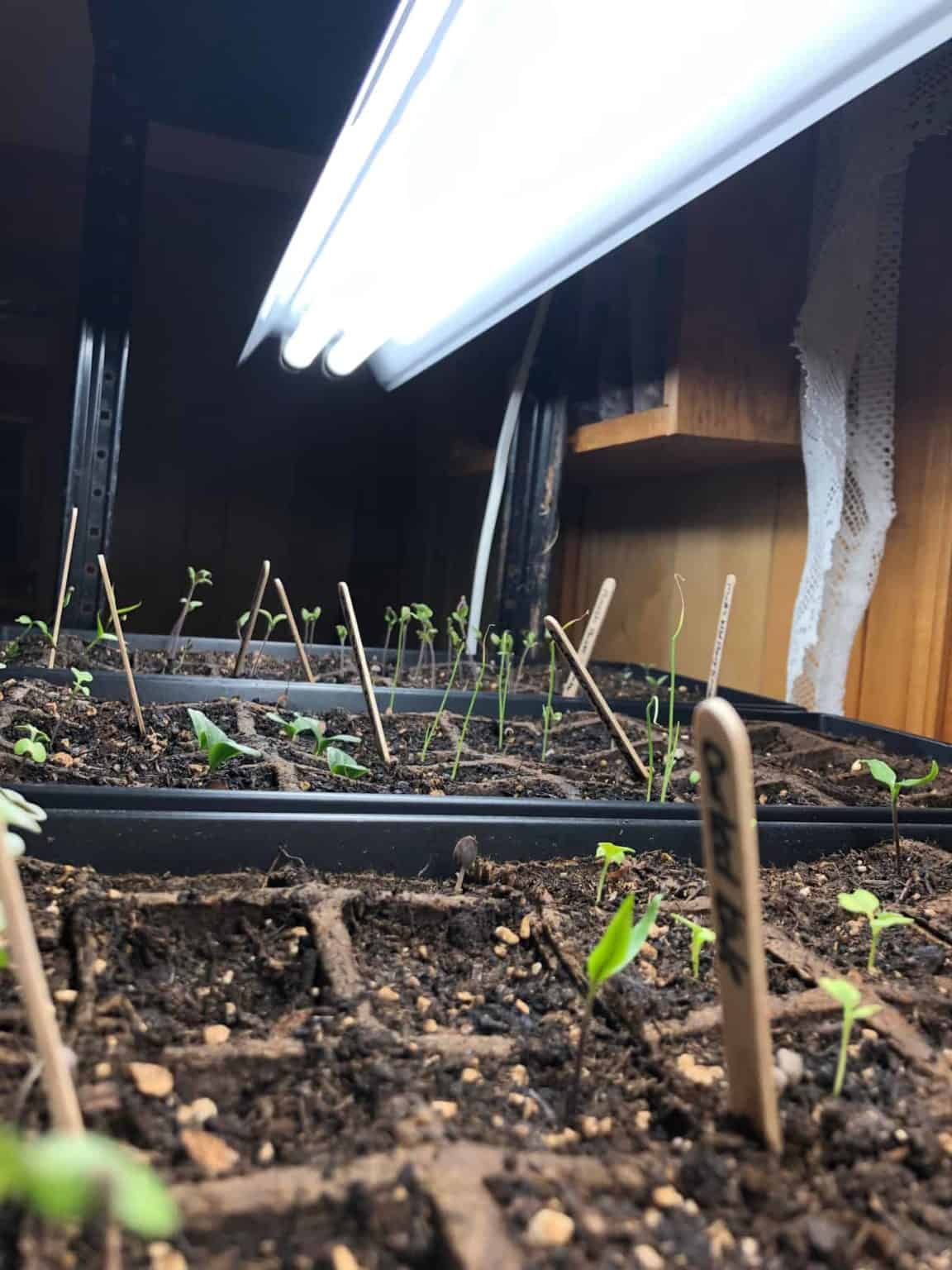 How To Start Seeds Indoors (Step By Step Pictures Included) Growfully