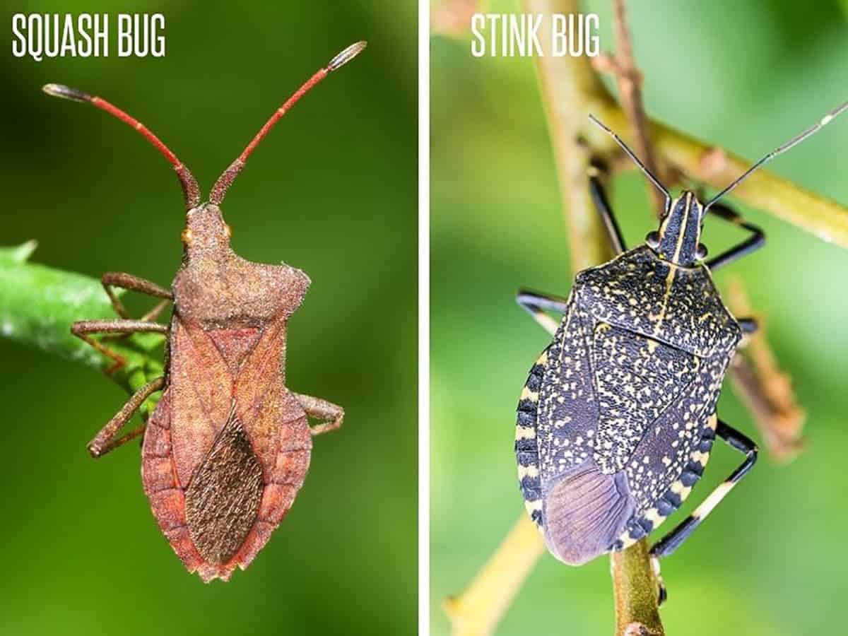 Squash Bug Vs Stink Bug