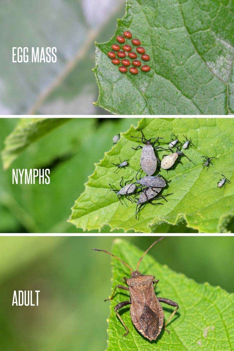 Squash Bug Life Cycle 