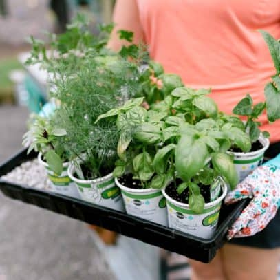 An assortment of store bought herb seedlings is carried on a tray.