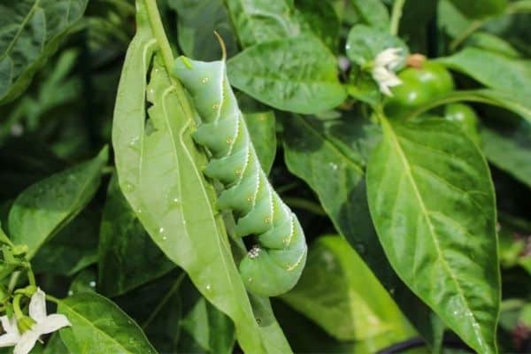 A tomato hornworm crawls up a leaf