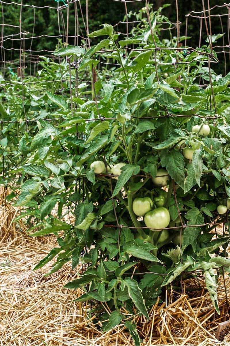 A tomato plant is surrounded by a cage