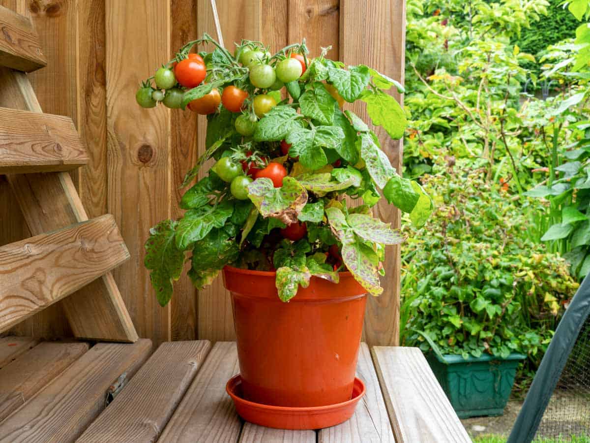 Container gardening: ten easy vegetables to grow in pots, and how