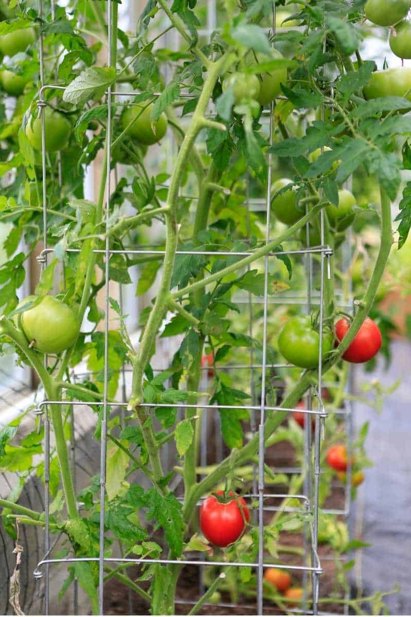 Tomato Stakes & Cages: 4 Options For Healthy Tomatoes - Growfully